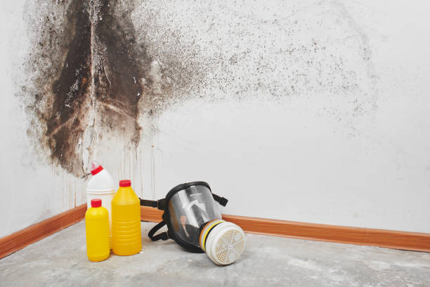 Best Fast Mold Removal  in Skagway, AK