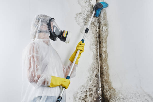 Best Mold Cleaning Services  in Skagway, AK