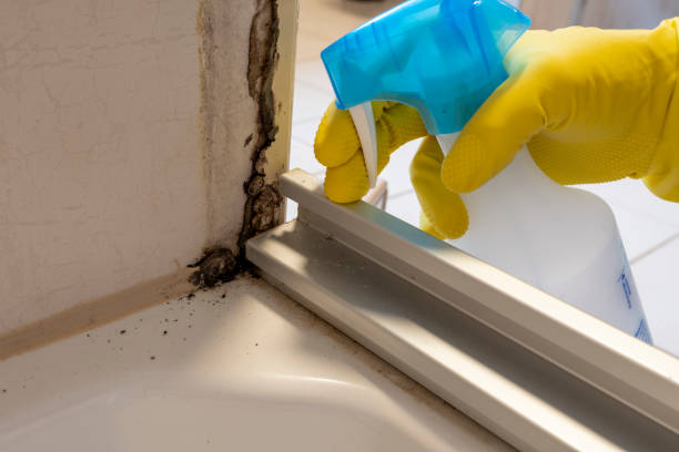 Best Professional Mold Removal  in Skagway, AK