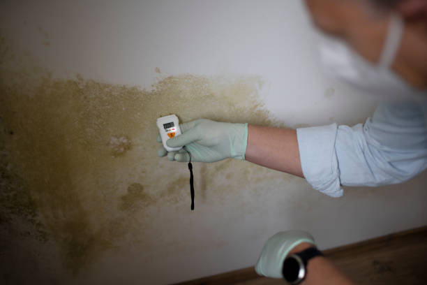 Best Mold Remediation  in Skagway, AK