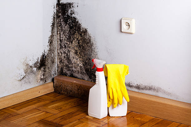 Best Emergency Mold Removal  in Skagway, AK