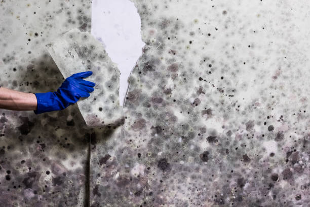 Best Toxic Mold Removal  in Skagway, AK