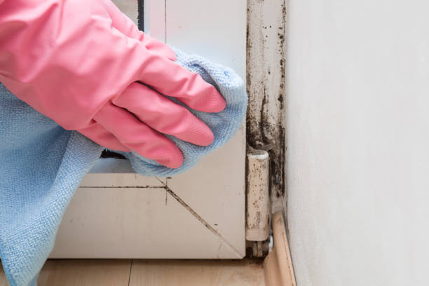 Best Affordable Mold Removal  in Skagway, AK