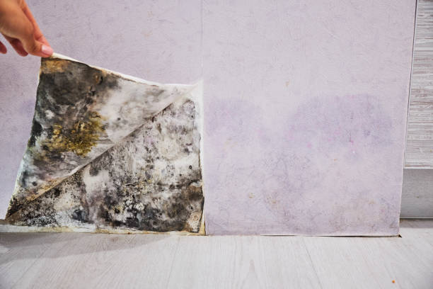 Best Black Mold Removal  in Skagway, AK